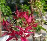 Red Butterfly Bougainvillea