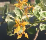 Ray Fish Bougainvillea