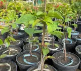 Maharani Bougainvillea Flower Plant