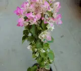 Thai Delight Bougainvillea