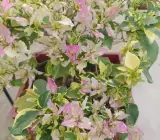 Splash Butterfly Bougainvillea