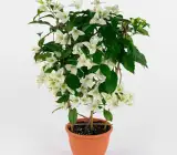 Dania White Bougainvillea