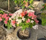 Maharani Bougainvillea Flower Plant