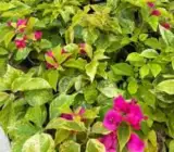 Tigher Brunei Bougainvillea
