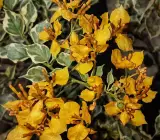 Ray Fish Bougainvillea