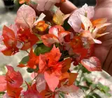 Maharani Bougainvillea Flower Plant