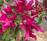 Red Butterfly Bougainvillea