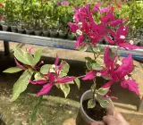 Red Butterfly Bougainvillea
