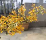 Ray Fish Bougainvillea