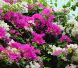 Chinese White Pink Berry Bougainvillea