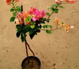 Arjuna bougainvillea