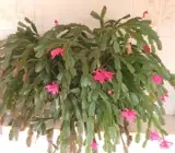 CHRISTMAS CACTUS PLANT