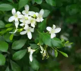 KAMINI FLOWERING PLANT