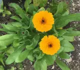 Calendula flowers Plants