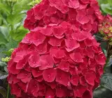 Hybrid Hydrangea FLOWERING plants(RED)