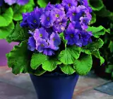 PRIMULA OBCONICA FLOWERING PLANT(VIOLET)