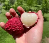 Giant Litchi Grafted Fruit Plant – Premium Lychee Live Fruit Plant