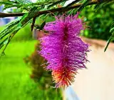 Shami Live Plant – Sacred Prosopis Cineraria Plant for Home, Garden & Puja