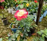 Hybrid Double-delight Rose plant