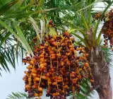 Zahidi Variety Date Palm Live Plant – Premium Sweet Date Fruit Plant