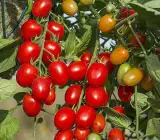 TOMATO SEEDS, Qty 1 packet contain 100 seeds - Hydroponics, Cocopeat & Soil Gardening