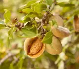 ALMONDS FRUIT PLANT