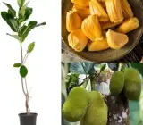 Gumless Jackfruit Grafted Hybrid Fruit Plant – Premium Low-Latex Jackfruit Live Plant