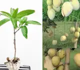 Gouromati Mango-Grafting Plant