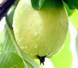 Guava-Lucknow-49 fruit plant