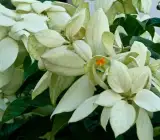 Mussaenda white flower plant