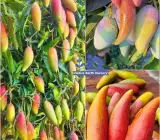 Chili Lajiao Mango Aam Grafted Fruit Plant