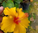 Austrian Hibiscus Flowers Plants