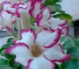 Adenum -Grafting plant ( white and purple)