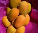 Kesar-Mango Plant