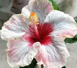 AUSTRILIAN HIBISCUS PLANT(off-white & red shed)
