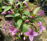 BLUE TAGAR FLOWERING PLANT