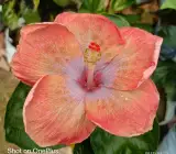 Australia hibiscus flowers plants(light orang)