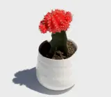 Moon Cactus (Grafted,RED) – Cactus Plant