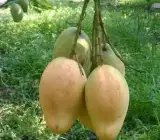 Bari 11 Grafting Mango Plants