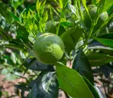 Bari 1 sweet malta Orange plant
