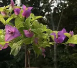 Golden Marble Bougainvillea