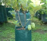 Guava kg Guava - Fruit Plant