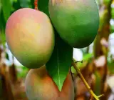 Gouromati Mango-Grafting Plant