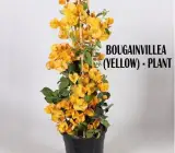 BOUGAINVILLEA FLOWERING PLANT(YELLOW)
