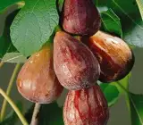Turkey Fig Live Fruit Plant – Premium Sweet Fig Fruit Plant
