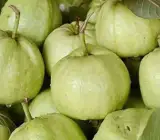Golen 8 Guava Plant _ Grafted and Hybrid Plants