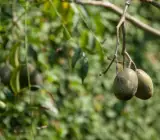 Thailand Sweet Olive- Fruit Plant & Tree