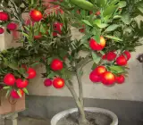 Red Lemon- Fruit Plants