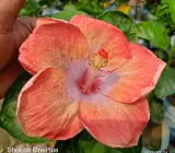 Australia hibiscus flowers plants(light orang)