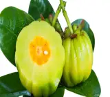 Kudampuli Fruit Plant
